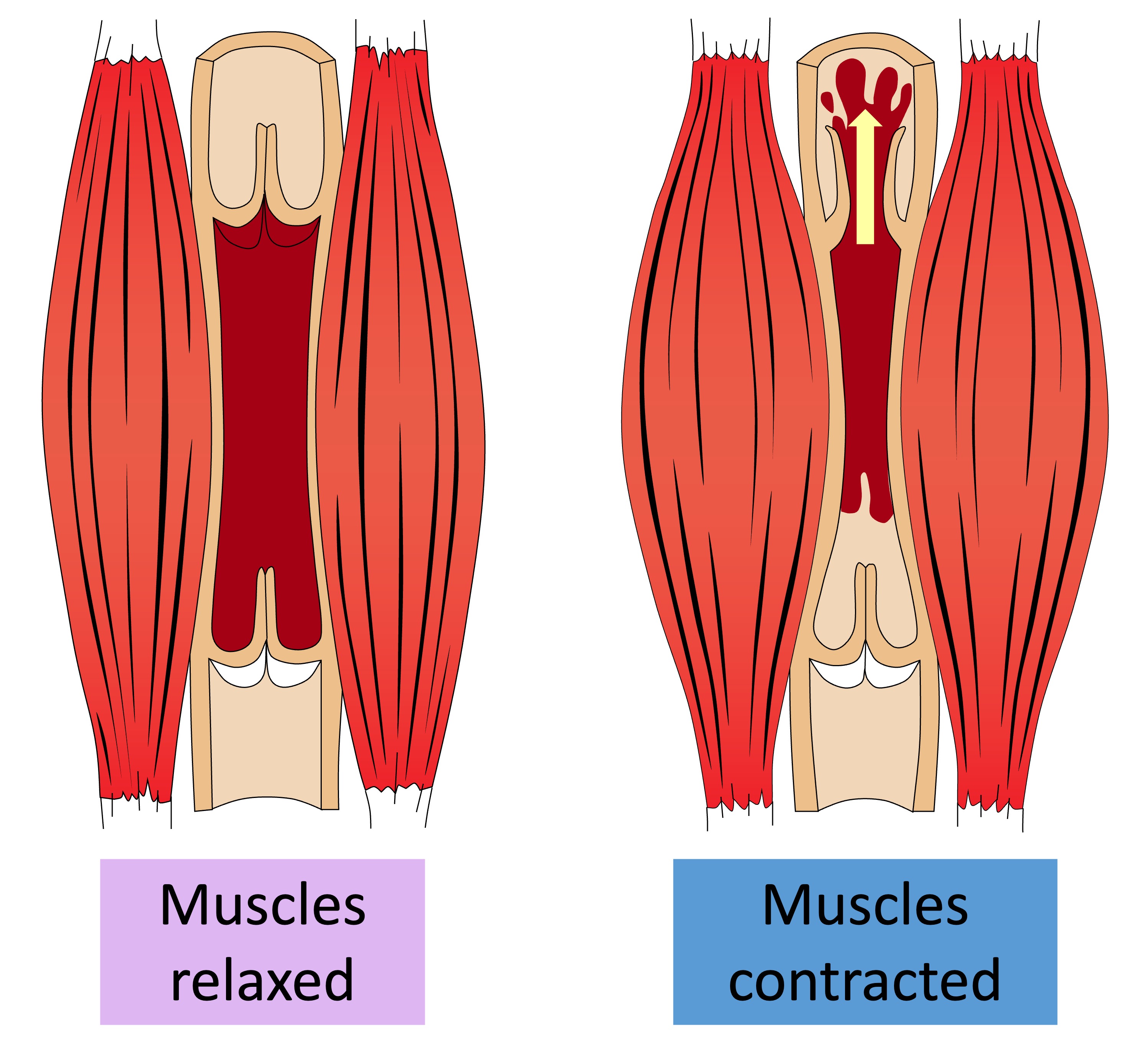 venous%20flow%20mobile